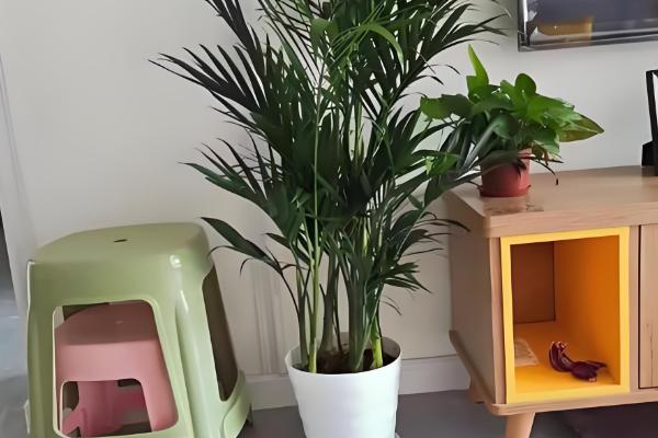 散尾葵能放卧室吗,可放在卧室内养护