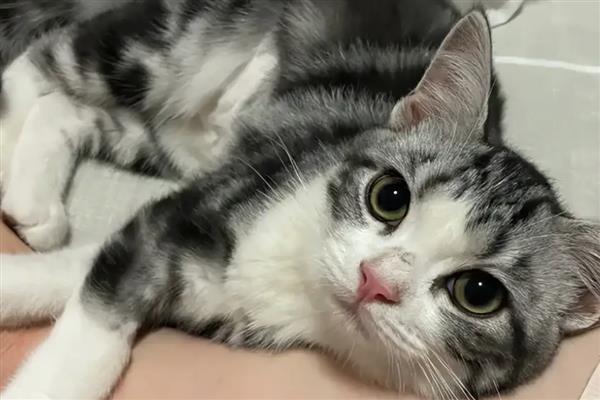 猫是真的有九条命吗，仅指它的生存能力强