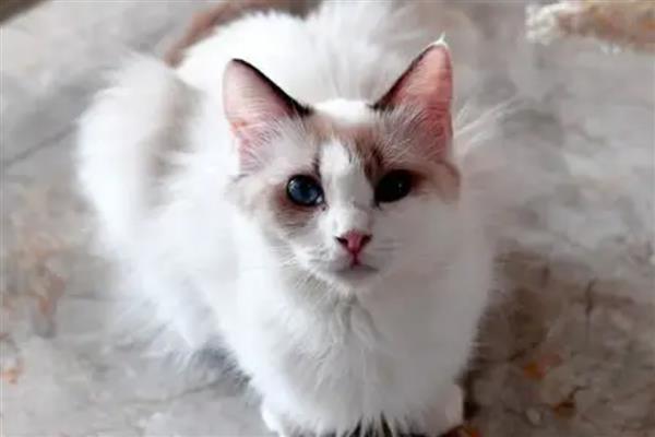 猫是真的有九条命吗，仅指它的生存能力强