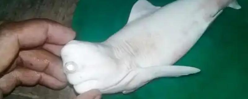 独眼鲨鱼是否存在，独眼畸形是由未分叶空脑症所致