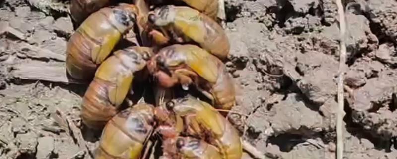 如何养殖金蝉，采取插枝法等方式投放卵枝