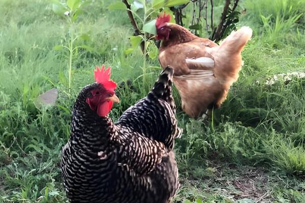 湖北农村适合养殖什么，土鸡、河虾等动物具有不错的收益