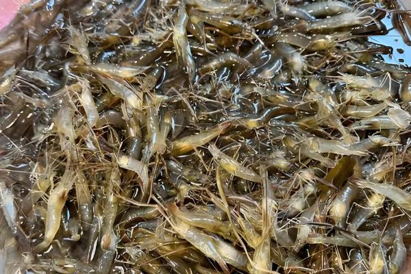 湖北农村适合养殖什么，土鸡、河虾等动物具有不错的收益