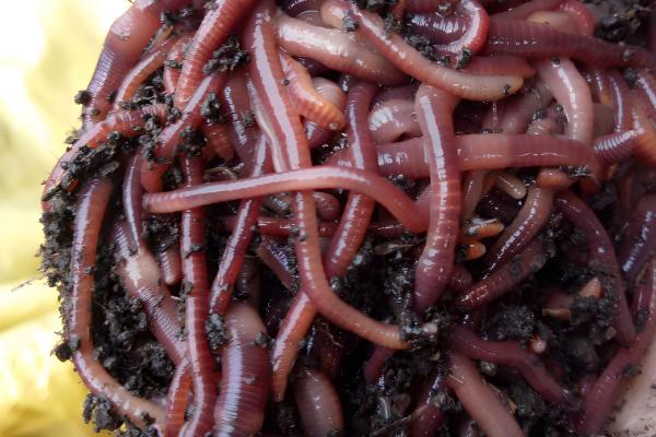 湖北农村适合养殖什么，土鸡、河虾等动物具有不错的收益