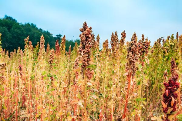 湖北农村适合养殖什么，土鸡、河虾等动物具有不错的收益