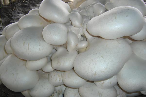 湖北农村适合养殖什么，土鸡、河虾等动物具有不错的收益