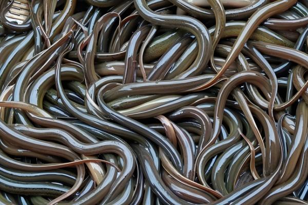 黄鳝购买如何挑选,选颜色灰黄、摸起来较柔软的