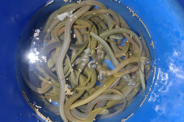 黄鳝购买如何挑选,选颜色灰黄、摸起来较柔软的