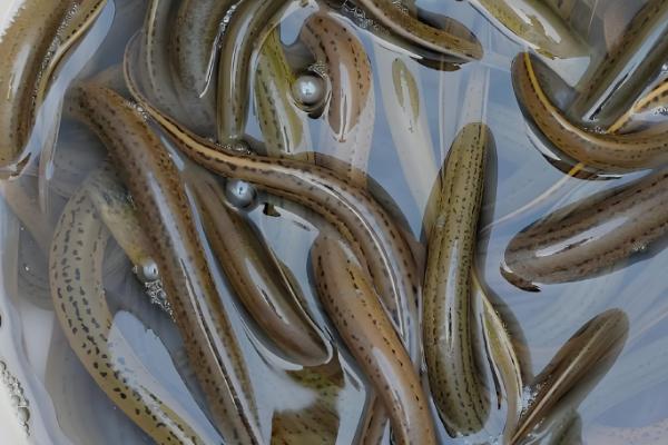 黄鳝购买如何挑选,选颜色灰黄、摸起来较柔软的