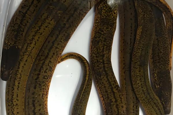 黄鳝购买如何挑选,选颜色灰黄、摸起来较柔软的