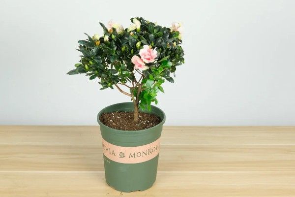 如何养护杜鹃花,花后及时进行修剪