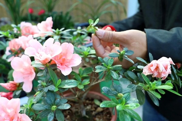 如何养护杜鹃花,花后及时进行修剪