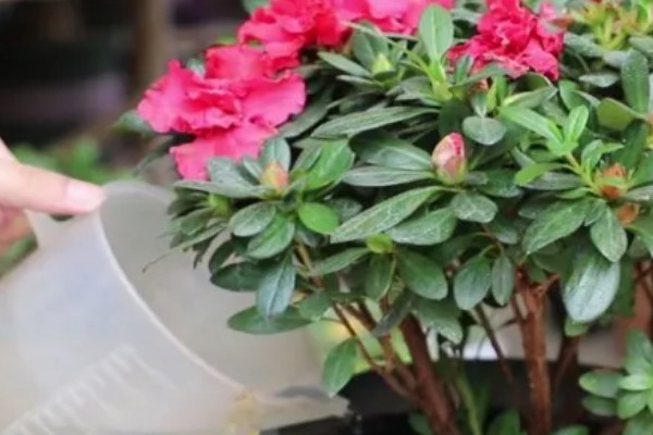 如何养护杜鹃花,花后及时进行修剪