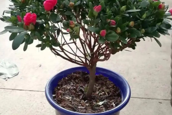 如何养护杜鹃花,花后及时进行修剪