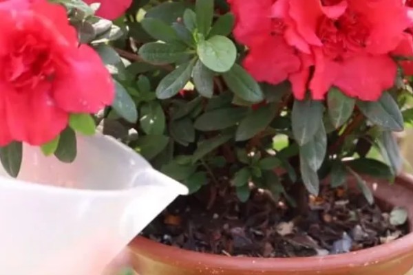 如何养护杜鹃花,花后及时进行修剪