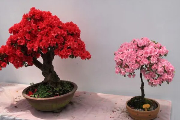 如何养护杜鹃花,花后及时进行修剪