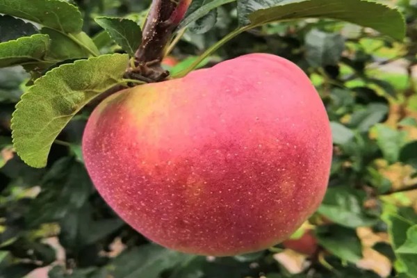 红色之爱119-06有何特点,是中美杂交的苹果品种
