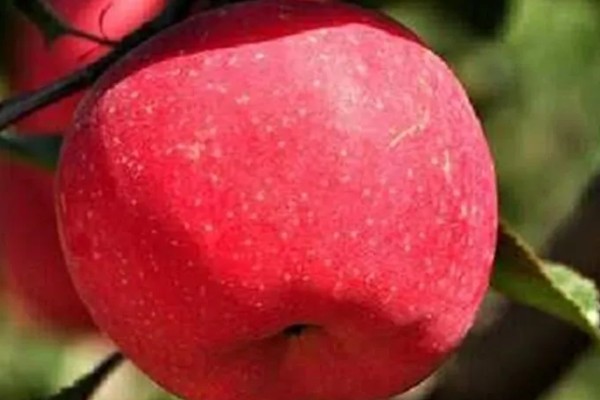 红色之爱119-06有何特点,是中美杂交的苹果品种