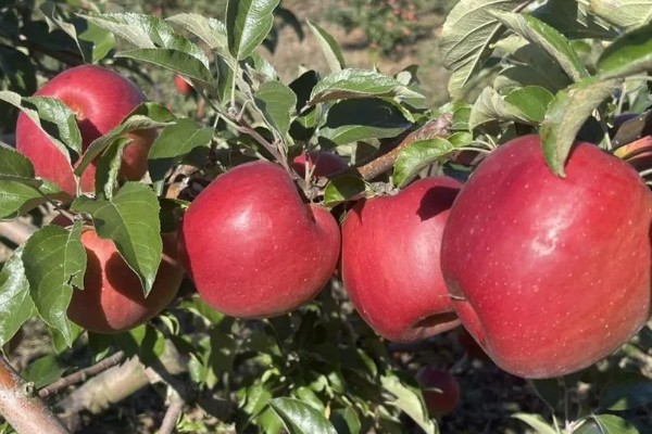 红色之爱119-06有何特点,是中美杂交的苹果品种