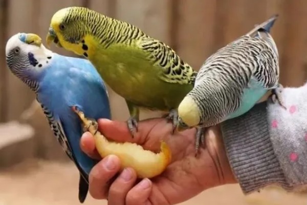 虎皮鹦鹉繁殖的前兆，会频繁出现白色的眼圈