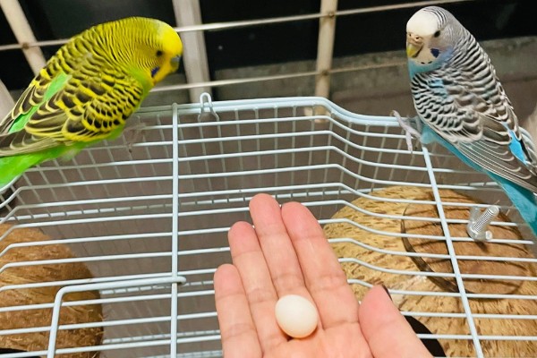 虎皮鹦鹉繁殖的前兆，会频繁出现白色的眼圈