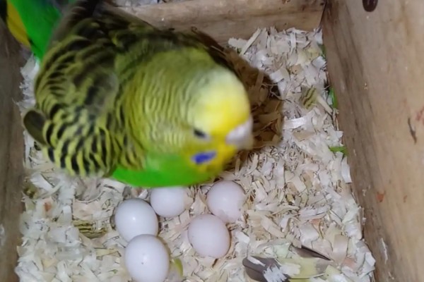 虎皮鹦鹉繁殖的前兆，会频繁出现白色的眼圈