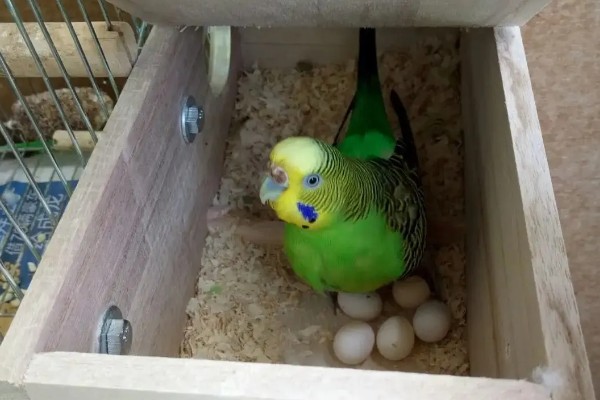 虎皮鹦鹉繁殖的前兆，会频繁出现白色的眼圈