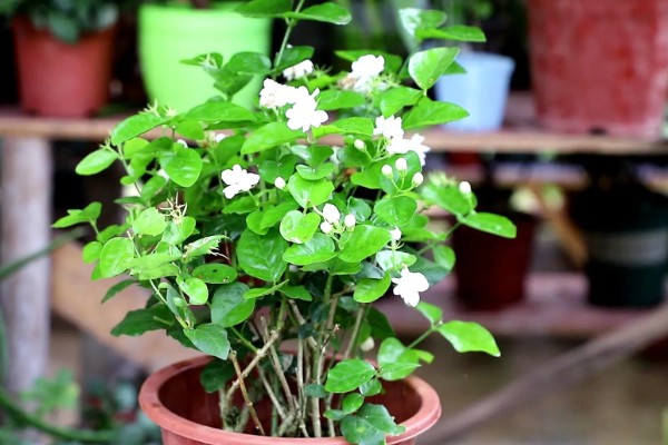 可导致猫咪中毒的植物，常见的有茉莉、百合、绣球花等