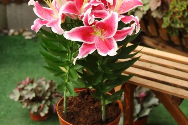 可导致猫咪中毒的植物，常见的有茉莉、百合、绣球花等