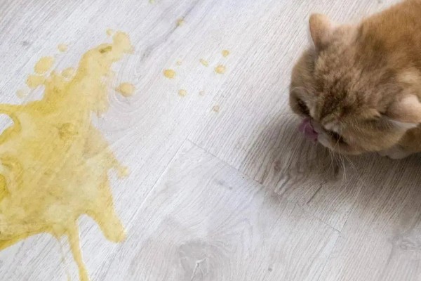 可导致猫咪中毒的植物，常见的有茉莉、百合、绣球花等