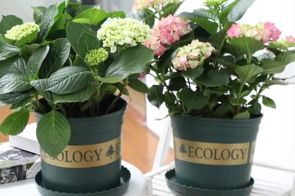 可导致猫咪中毒的植物，常见的有茉莉、百合、绣球花等