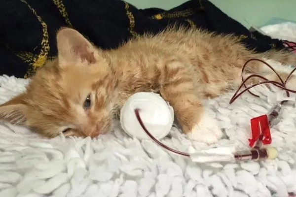 可导致猫咪中毒的植物，常见的有茉莉、百合、绣球花等