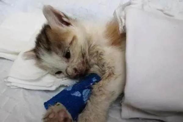 可导致猫咪中毒的植物，常见的有茉莉、百合、绣球花等