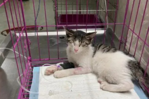 可导致猫咪中毒的植物，常见的有茉莉、百合、绣球花等