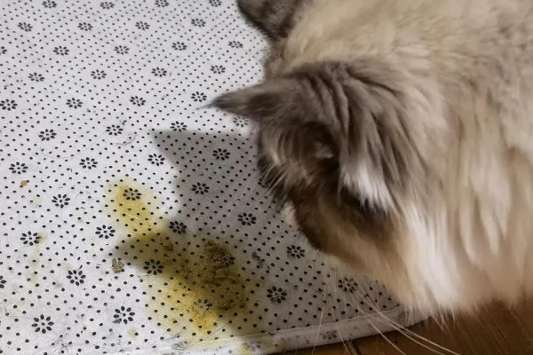 可导致猫咪中毒的植物，常见的有茉莉、百合、绣球花等