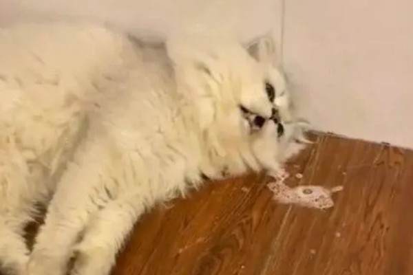 可导致猫咪中毒的植物，常见的有茉莉、百合、绣球花等