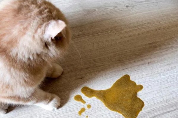 可导致猫咪中毒的植物，常见的有茉莉、百合、绣球花等