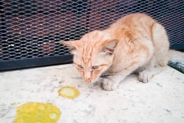 可导致猫咪中毒的植物，常见的有茉莉、百合、绣球花等