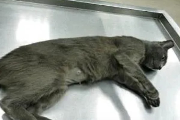 可导致猫咪中毒的植物，常见的有茉莉、百合、绣球花等