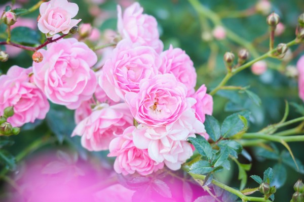 粉红色蔷薇花的花语，寓意爱的誓言、爱的思念等