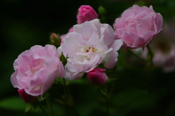 粉红色蔷薇花的花语，寓意爱的誓言、爱的思念等