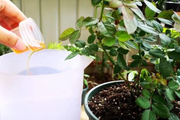 粉红色蔷薇花的花语，寓意爱的誓言、爱的思念等