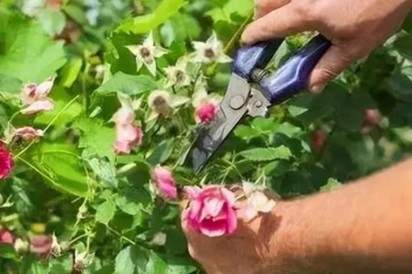 粉红色蔷薇花的花语，寓意爱的誓言、爱的思念等