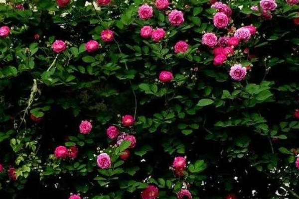 粉红色蔷薇花的花语，寓意爱的誓言、爱的思念等