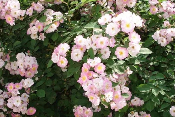 粉红色蔷薇花的花语，寓意爱的誓言、爱的思念等