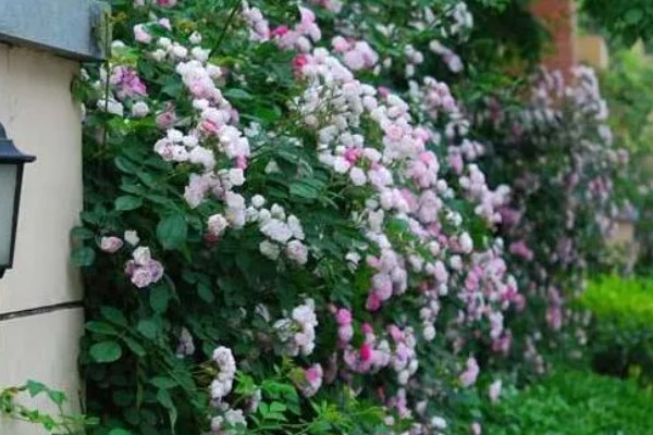 粉红色蔷薇花的花语，寓意爱的誓言、爱的思念等