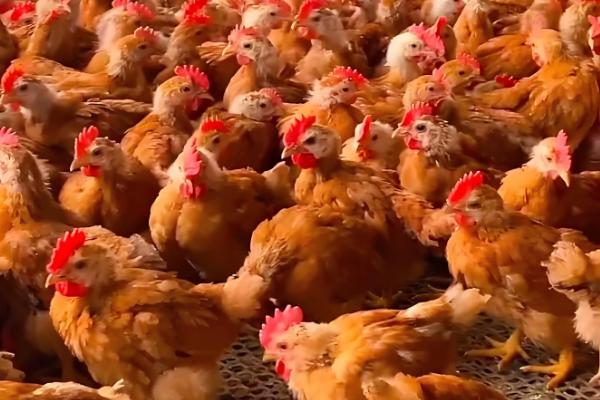 九斤红公鸡几个月可以出栏，3个月就可以出栏