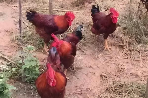 九斤红公鸡几个月可以出栏，3个月就可以出栏