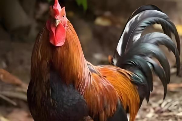 九斤红公鸡几个月可以出栏，3个月就可以出栏