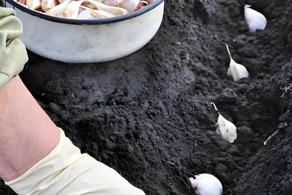 种大蒜需要哪些肥，可以撒有机肥、过磷酸钙等